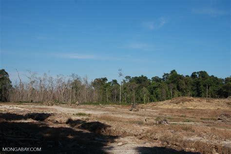 Deforestation In Sabang Borneo4783