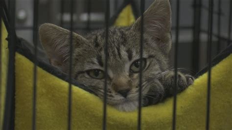 Adopt a pet in need of a permanent loving and caring home today. Abilene Animal Shelter in need of volunteers | KTAB ...