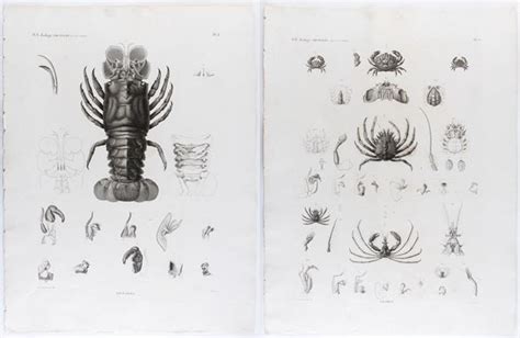 Marie Jules César Savigny Homards Crabes Auction Old Master And