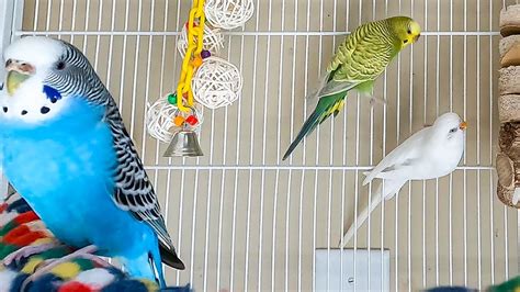 Budgie Birds Irresistible Shredding Toy Parakeet Chirping Sounds