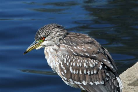 Baby Night Heron Free Stock Photo Public Domain Pictures