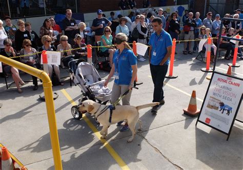 Camp Seda Open Day Guide Dogs In Training Zinc Moon