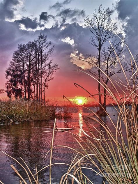 Low Country Sunset Photograph Grassy View Sunset By Mike Covington
