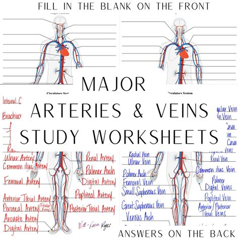 Circulatory system major arteries major veins digital worksheets study