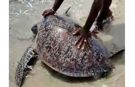 100 Kg Turtle Released Into The Sea In Ramanathapuram 100 किलो का