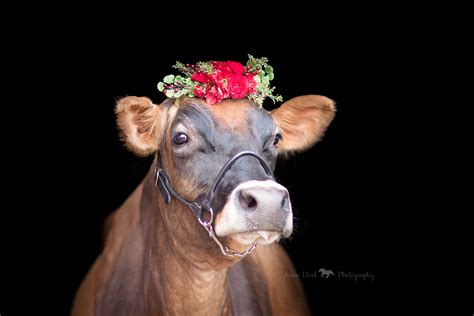 Jersey Cow Thorn Looking Gorgeous In Her Floral Crown Cute Cows
