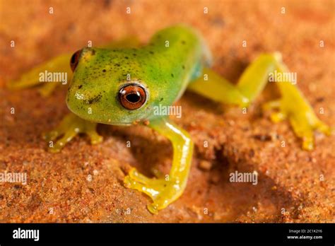 Red Eyes Green Frog On Brown Ground Stock Photo Alamy