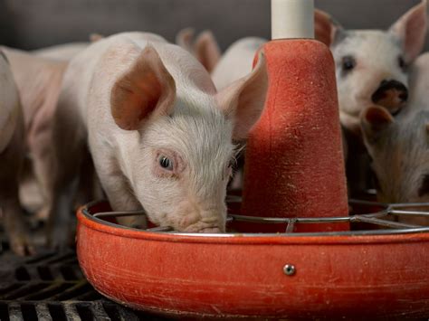 What Do Pigs Eat Kansas Farm Food