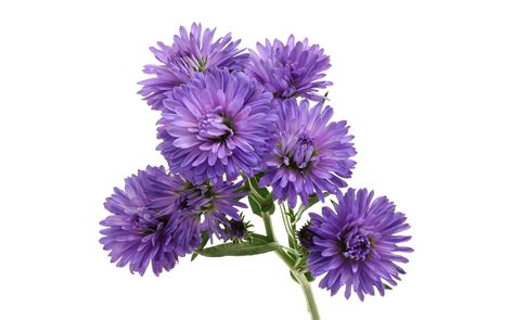Aster Flower Purple Png Photo Png All Png All