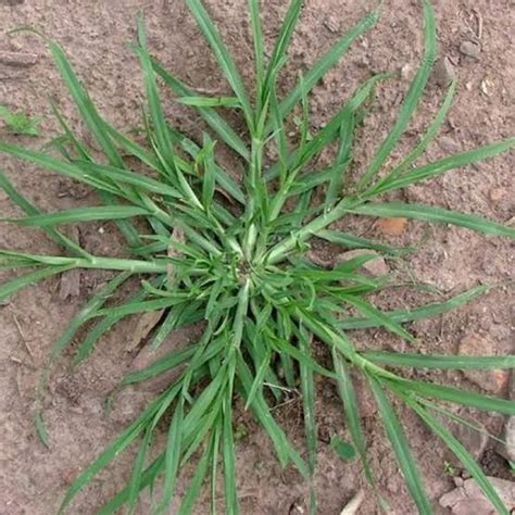 Lagipula, menanam dan merawat rumput hias bukanlah hal rumit. Jenis Jenis Rumput Pakan Ternak yang Bisa di Budidaya di ...