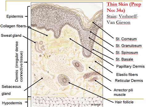 Most people outside the americas and australia should be labelled as native or none at all. Skin (Integumentary System)