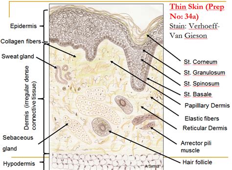 Select from premium human skin of the highest quality. Skin (Integumentary System)