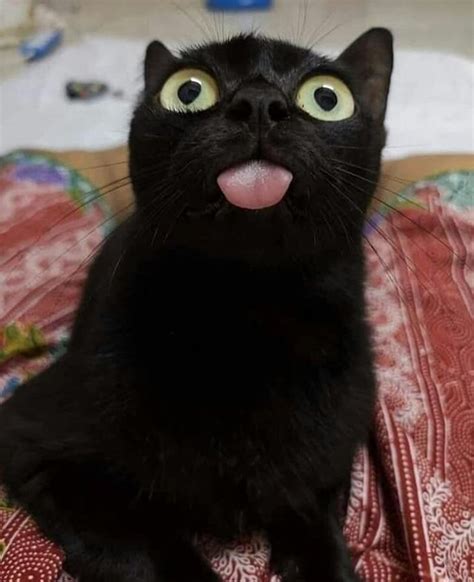 25 Hilarious Cats Whove Conquered The Internet News Pet