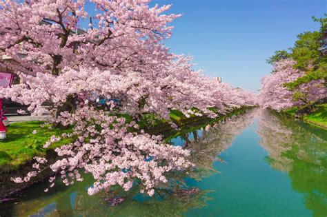 Guide To Cherry Blossom In Japan Telegraph Travel