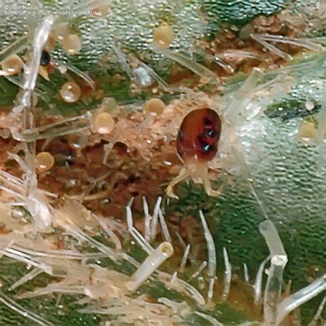 Tetranychus Urticae Koch Biodiversidad Virtual Invertebrados
