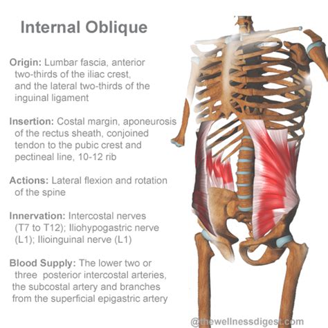 Muscles Of The Abdomen Poster Clinical Charts And Supplies Lupon Gov Ph