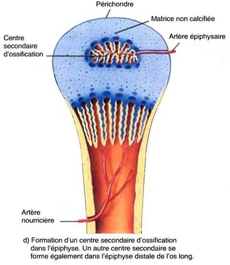 La Physiologie De La Formation Osseuse Lossification Physiologie