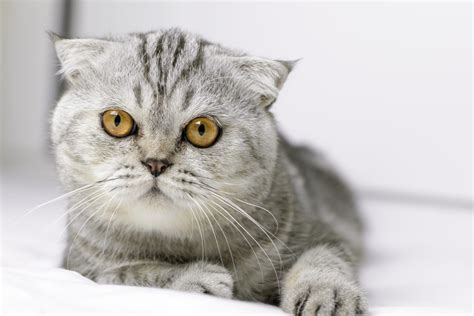 Feline 411 All About Scottish Fold Cats Cattitude Daily