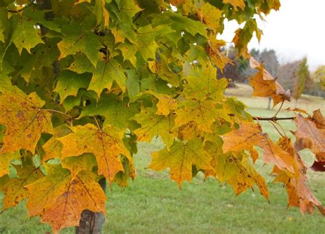 Acer Saccharum Growing Guide How To Grow Sugar Maple