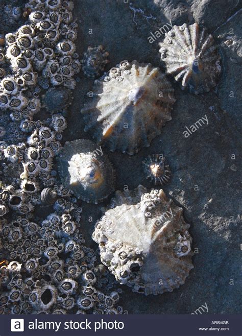 Quick, reliable transportation is available, at reasonable rates, throughout the north east region. Worn Sea Shell Stock Photos & Worn Sea Shell Stock Images ...