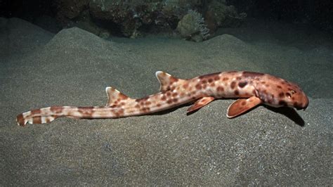 4 New Walking Shark Species Discovered EcoWatch
