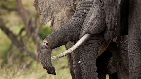 Dna From Elephant Dung Tusks Reveals Poaching Hot Spots