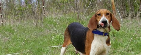 Running Walker Foxhound Dog Breed Facts And Information Wag Dog