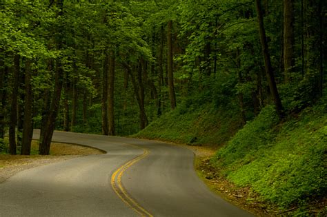 Winding Forest Road Stock Photo Download Image Now Istock