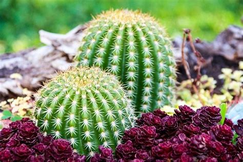 Características De Los Cactus Tipos Y Usos Kaktus Sukkulenten