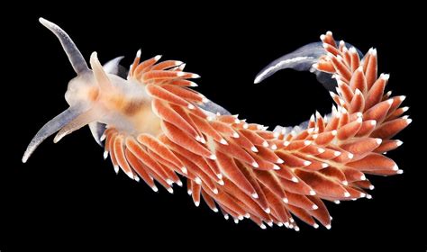 Arctic Biologist Shares Astonishing Sea Creatures With The World Sea