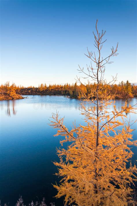 Yellow Larch On A Blue Lake In The Tundra Deep Autumn In The Taimyr