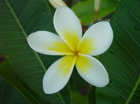 Filefrangipani Flower Wikimedia Commons