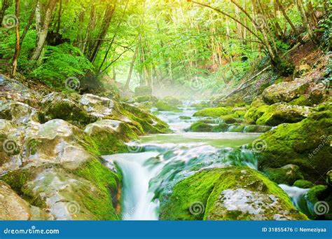 River Deep In Mountain Forest Stock Photo Image Of Clean River