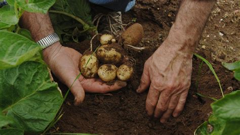 Jardin Comment Cultiver Les Pommes De Terre Primeur