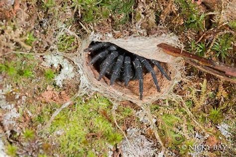 Araña trampa de armadura negra Weird Spider Macro photographers