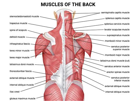 How To Treat A Pulled Back Muscle In 8 Steps Nj S Top Orthopedic Spine And Pain Management Center
