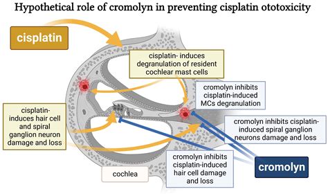 Ijms Free Full Text Degranulation Of Murine Resident Cochlear Mast