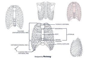 Free rib cage vector download in ai, svg, eps and cdr. Bones and Joints Vectors - Download Free Vector Art, Stock ...