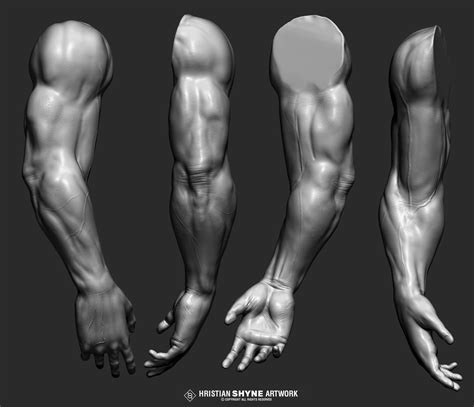 Imagem relacionada Músculos do braço Partes do corpo humano