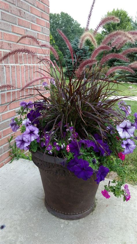 My Container In Michigan South Facing With Purple Fountain Grass