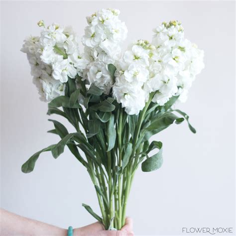 The 25 Most Beautiful White Flowers You Need To Know About