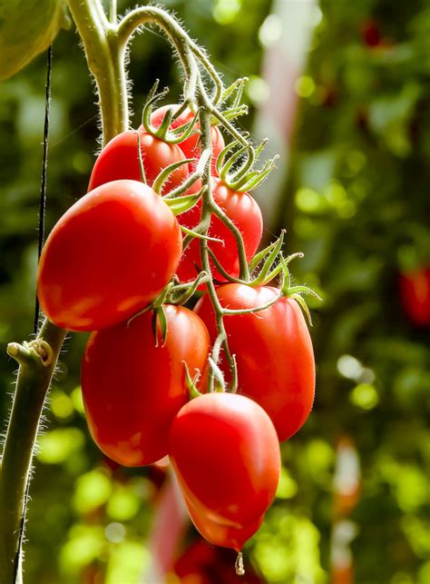 Italian Plum Roma Tomatoes Nutrition Data Where Found And 611 Recipes