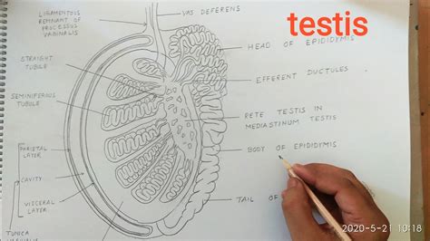 How To Draw Testis Anatomy Diagram Youtube