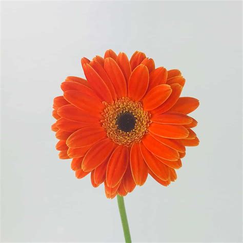 Gerbera Daisy Orange Wholesale Bulk Flowers Cascade Floral
