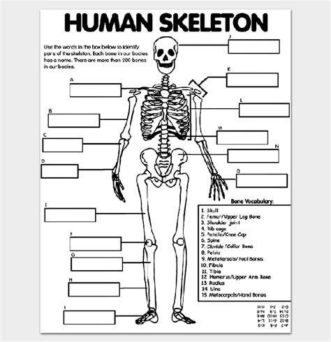 Explore the anatomy systems of the human body! Human Body Outline Template - 32+ Printable Worksheets ...