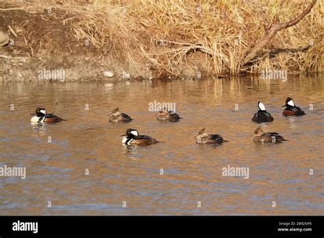 Hooded Mergansers In Breeding Season Flock Stock Photo Alamy