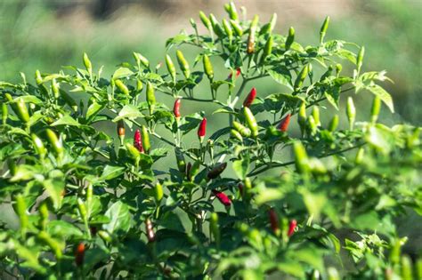 Chili Pepper Plant On An Organic Farm In Cambodia Stock Image Image