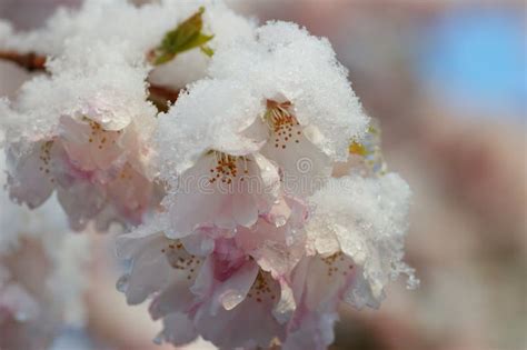 Snow Covered Cherry Blossom Stock Photography Image 5123212