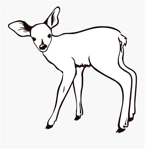 Baby Deer Coloring Pages Deer Outline Free Transparent Clipart