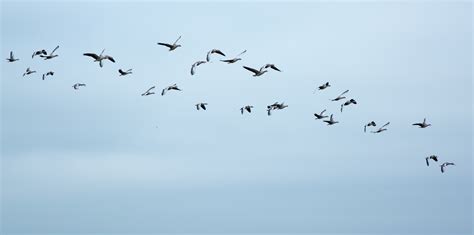 Free Images Wing Sky Fly Formation Flight Fauna Bird Migration